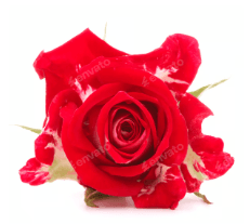 send Best Flower Gifts
